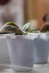  Green sprout. Spring and the first shoots