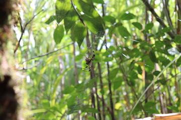Banana Spider Catching Dinner