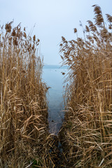 Brown reed and a blue lake in autumn - obrazy, fototapety, plakaty