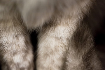 Macro of cat's paws, close up, background