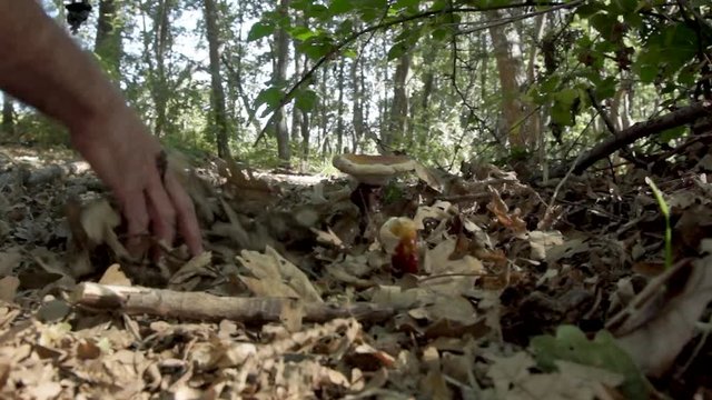  ganoderma in oak forest