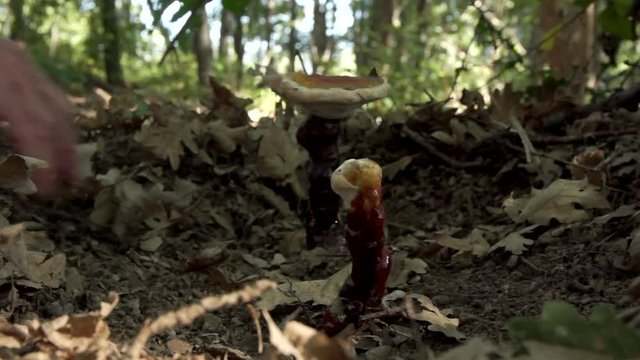 ganoderma in oak forest