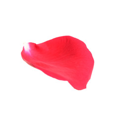 Fresh red rose petal isolated on white