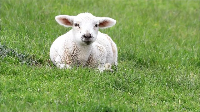 white lamb is lying on meadow