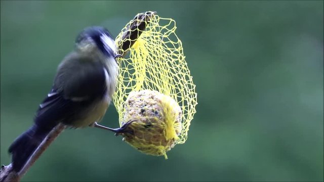great tit parus major on fat ball