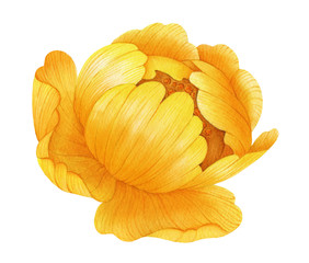 Watercolor yellow flower. Globe-flower. Botanical painting, hand drawn illustration