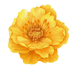 Watercolor yellow flower. Globe-flower. Botanical painting, hand drawn illustration