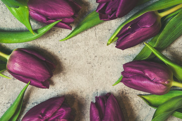 Fototapeta premium Fioletowe tulipany na szarym tle różowa wstążka