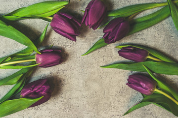 Fioletowe tulipany na szarym tle różowa wstążka