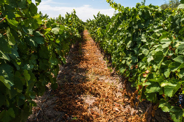 Beautiful green vineyard in Mendoza Argentina.