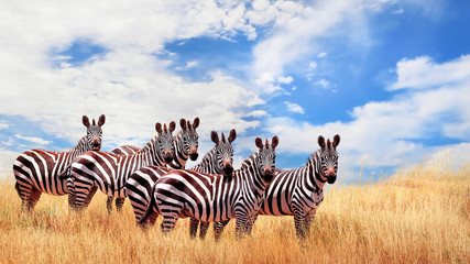 Group of wild zebras in the African savanna against the beautiful blue sky with white clouds. Wildlife of Africa. Tanzania. Serengeti national park. African landscape. - obrazy, fototapety, plakaty