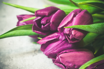 Fioletowe tulipany na szarym tle różowa wstążka - obrazy, fototapety, plakaty
