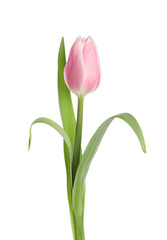 Beautiful pink spring tulip on white background