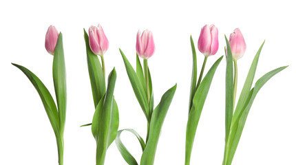 Beautiful pink spring tulips on white background