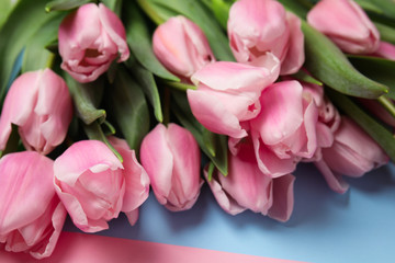 Beautiful pink spring tulips on color background, closeup