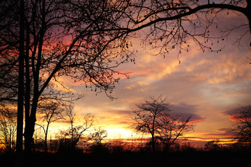Fototapeta premium Silhouettes of trees outdoors in evening. Beautiful twilight sky