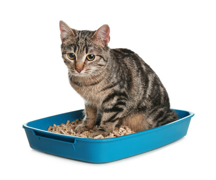 Tabby Cat In Litter Box On White Background