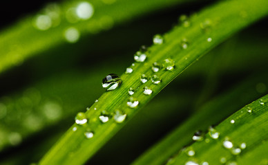 water drops on green grass