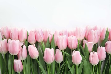 Fototapeta premium Piękne wiosenne różowe tulipany na białym tle