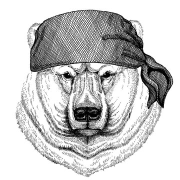 Polar bear. Wild animal wearing pirate bandana. Brave sailor. Hand drawn image for tattoo, emblem, badge, logo, patch