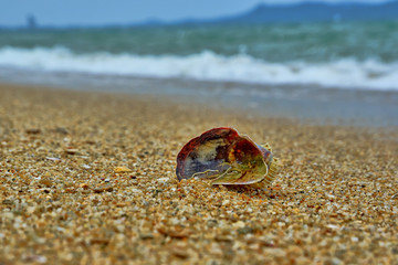 Seashell on the beach