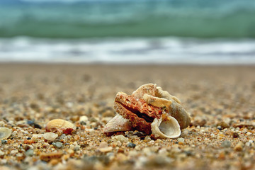 Group of shells on the shore