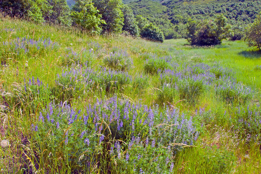 Meadow with flowers
