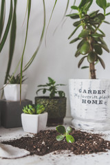 gardening at home. Potted green plants at home, home jungle, Indoor garden, Garden room, Home gardening, Plant room, Floral decor