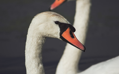 portrait of a swan