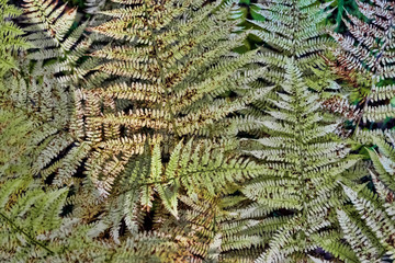 The texture of the fern leaves