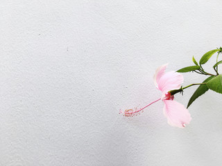 amaryllis flower bloom isolated on wall background.