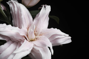 Beautiful fresh lily on black background, closeup. Floral card design with dark vintage effect