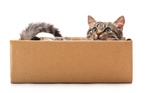 Little cat in the box.