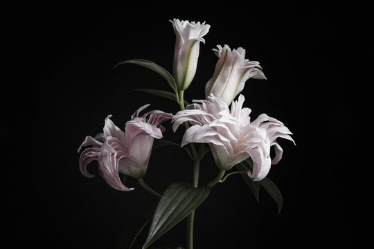 Beautiful Fresh Lily Flowers On Black Background. Floral Card Design With Dark Vintage Effect