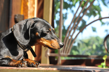 The hunting breed of dogs. Dachshund with distinct short legs, smooth-haired. A true friend