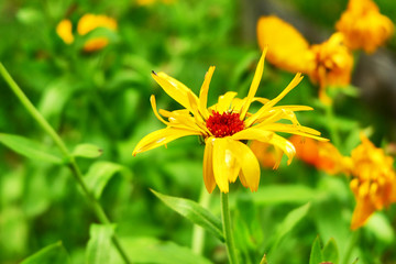 Yellow flowers in the garden