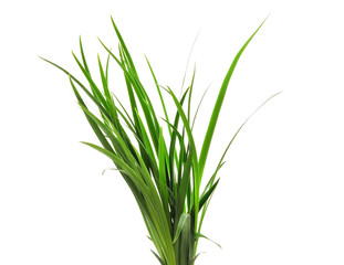 Bunch of green grass.