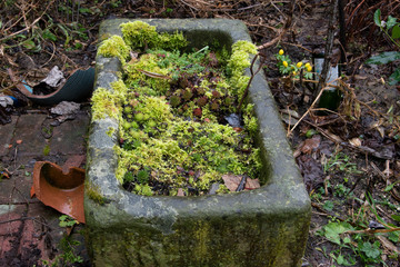 Ein alter Schweinetrog aus Stein gehauen ist jetzt eine Pflanzschale. Bepflanzt mit Dachwurz, Sempervivum und überdeckt mit Moos.