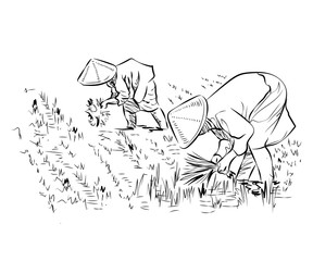 rice field terraces in the mountains landscape, Vector rice or tea plantation on a cascading field on a mountain in China, Vietnam or the Philippines with green trees, forest trees