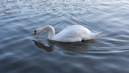 swan
