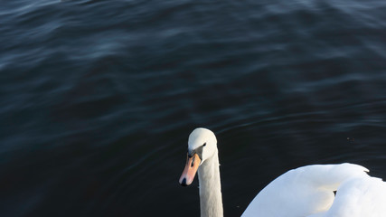 swan