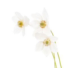 Obraz premium Bouquet white anemone.