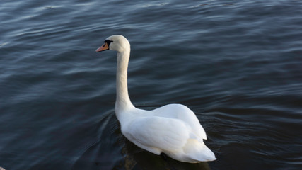 swan