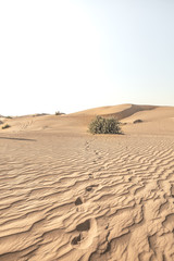 Dubai desert