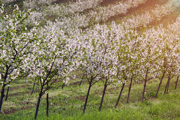 Fototapeta premium cherry orchard in spring landscape agriculture