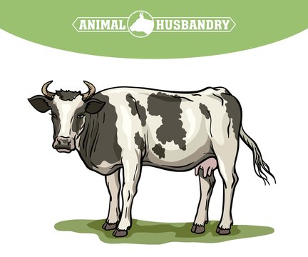 breeding cow. animal husbandry. livestock vector illustration on a white