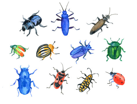 Beetles and bugs Set of different beetles and bugs
