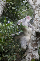 a koala in the tree
