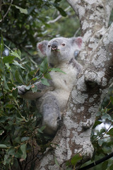 a koala in the tree