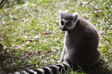 Photo of a Lemur